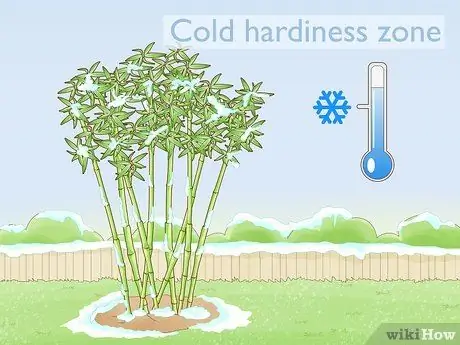 Купить Bamboo Step 3