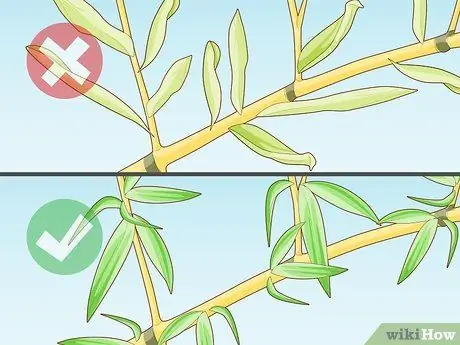 Купить Bamboo Step 6