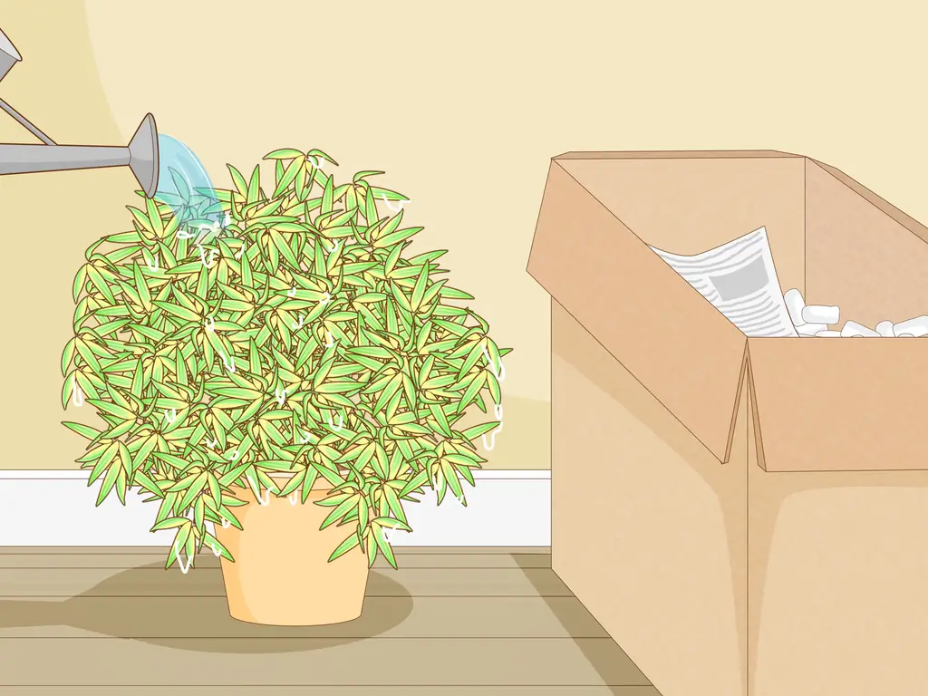 3 способа купить бамбук