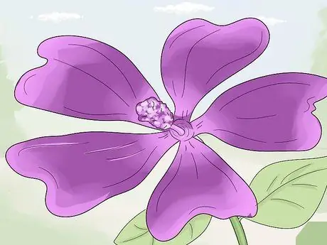 Заморозить сухие цветы, шаг 2