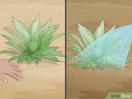 Посадить суккуленты Шаг 10