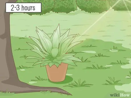 Посадить суккуленты Шаг 11