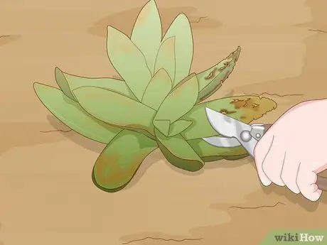 Посадить суккуленты Шаг 15