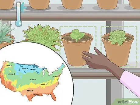 Посадить суккуленты Шаг 5