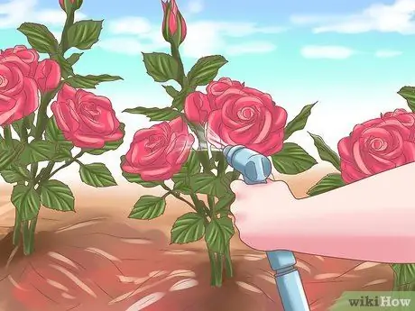 Сделайте розы дольше, шаг 12