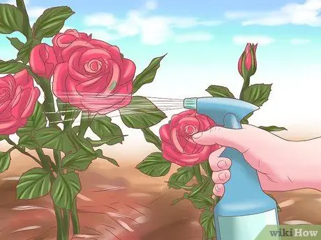 Сделайте розы дольше, шаг 14