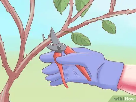 Сделайте розы дольше, шаг 15