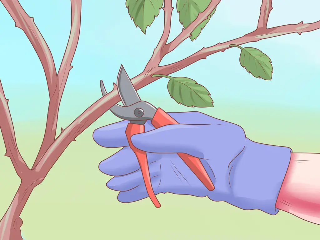 Как сделать розы дольше: 15 шагов (с рисунками)