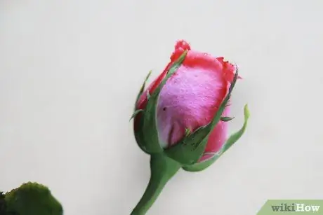 Купить свежие розы шаг 3