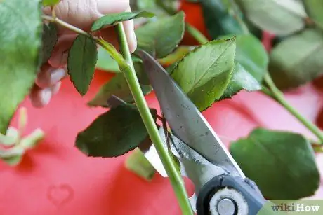 Купить Fresh Roses Step 8