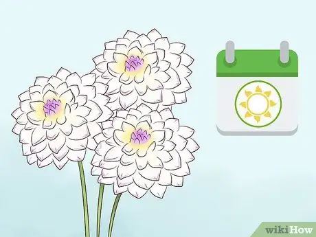 Купить цветы Шаг 11