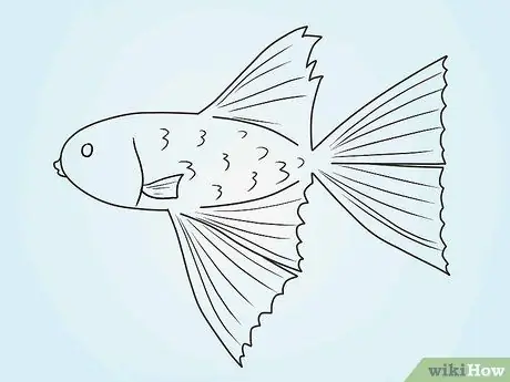 Рисуем рыбку Betta Fish Шаг 9 Рисуем рыбку Betta Fish Шаг 9