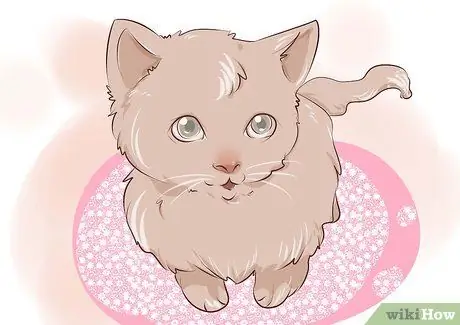 Рисуем милых мультяшных животных Шаг 5