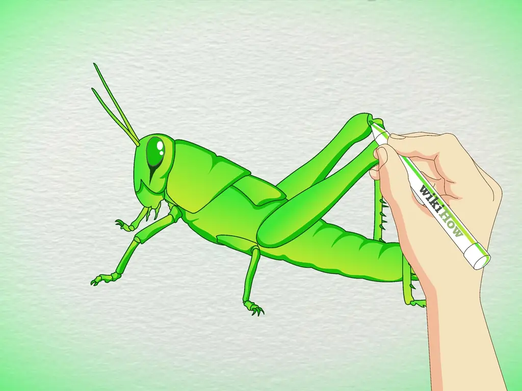 Как нарисовать кузнечика: 5 шагов (с картинками)