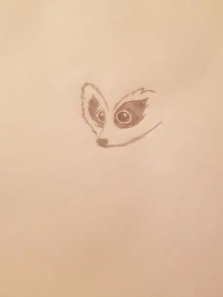 Енот6