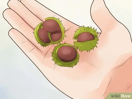 Играть в Conkers Step 12