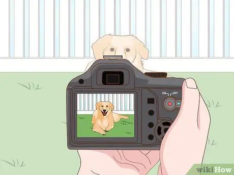 Начать бизнес по фотографии домашних животных Шаг 9