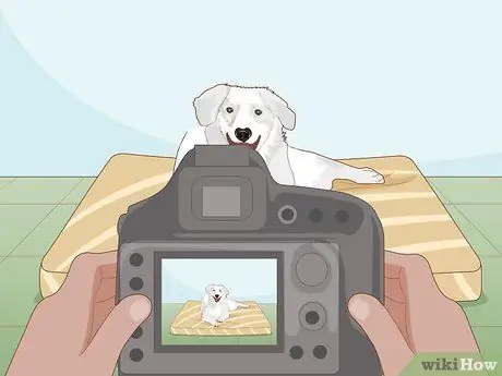 Сделайте отличные фотографии своей собаки Шаг 1