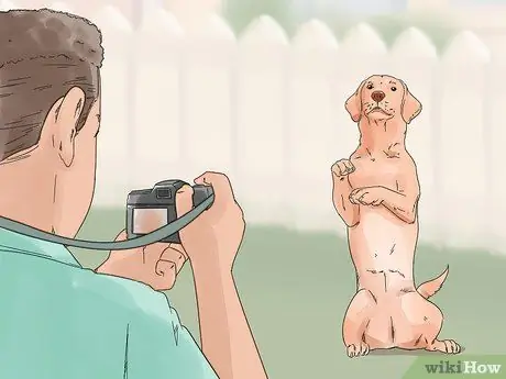 Сфотографируйте собак Шаг 9
