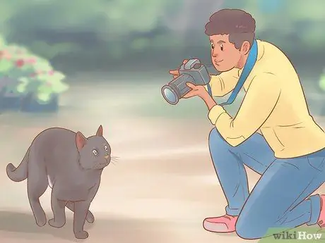 Сделайте боевые фотографии кошки Шаг 11