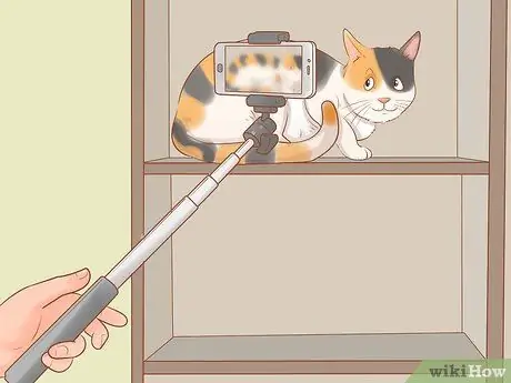 Сделайте боевые фотографии кошки Шаг 12