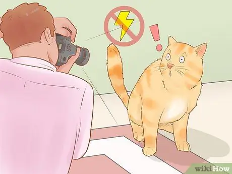 Сделайте боевые снимки кошки Шаг 2