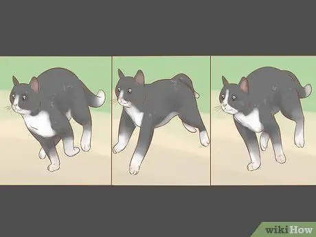 Сделайте боевые снимки кошки Шаг 8