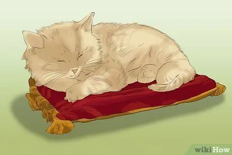 Сфотографируйте очаровательных кошек, шаг 1