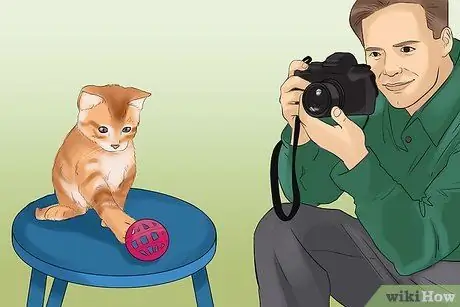 Сфотографируйте очаровательных кошек. Шаг 10