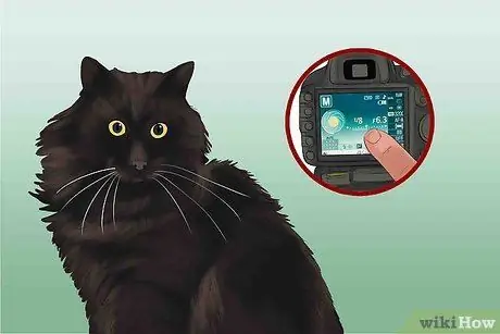 Сфотографируйте очаровательных кошек Шаг 12