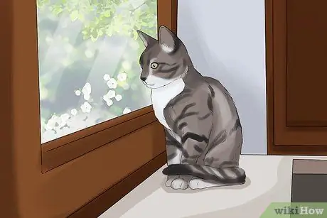Сфотографируйте очаровательных кошек. Шаг 13