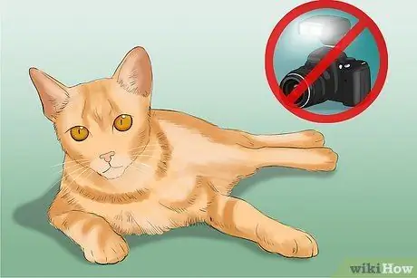 Сфотографируйте очаровательных кошек. Шаг 14