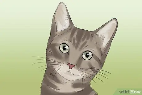 Сфотографируйте очаровательных кошек Шаг 15
