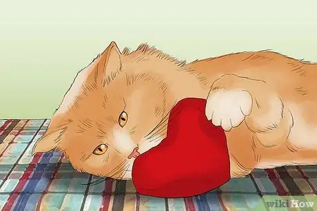 Сфотографируйте очаровательных кошек. Шаг 16
