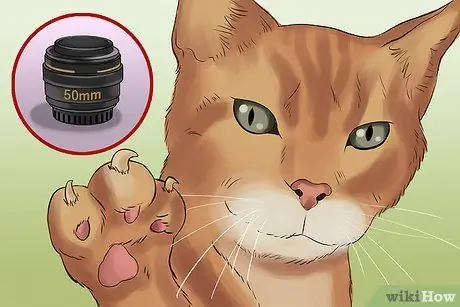 Сфотографируйте очаровательных кошек. Шаг 17