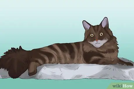 Сфотографируйте очаровательных кошек, шаг 2