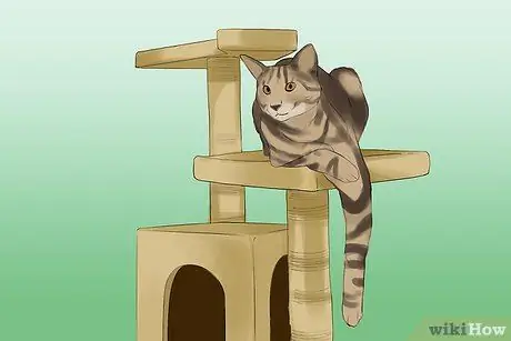 Сфотографируйте очаровательных кошек, шаг 3