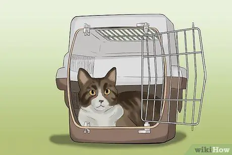 Сфотографируйте очаровательных кошек Шаг 4