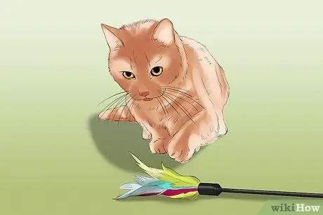 Сфотографируйте очаровательных кошек Шаг 5