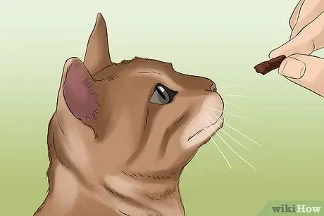 Сфотографируйте очаровательных кошек Шаг 7