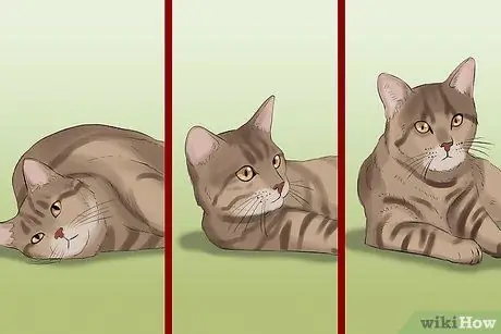 Сфотографируйте очаровательных кошек Шаг 9