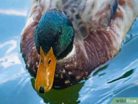 Составьте свой центр интереса Шаг 13