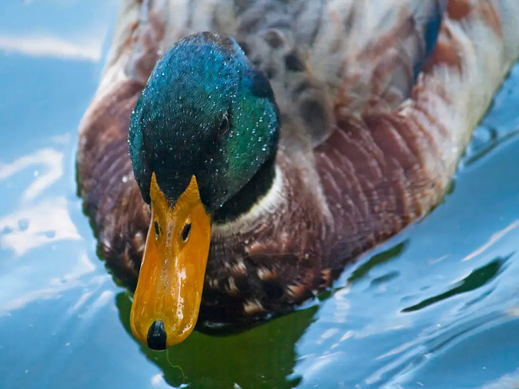 Как составить центр интереса: 13 шагов (с картинками)