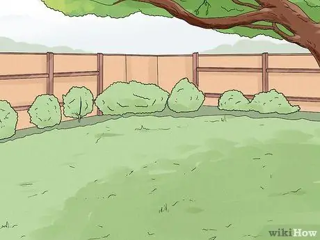 Сухой клен Шаг 1