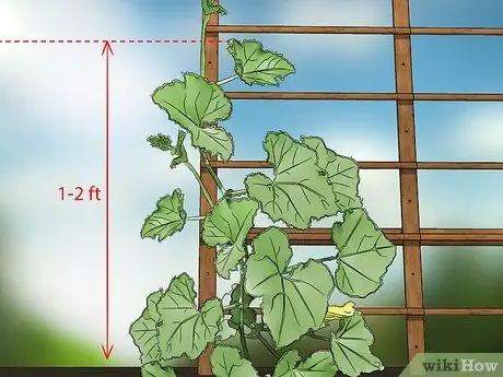 Чернослив из огурцов Шаг 1