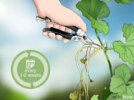 Чернослив с огурцами Шаг 2