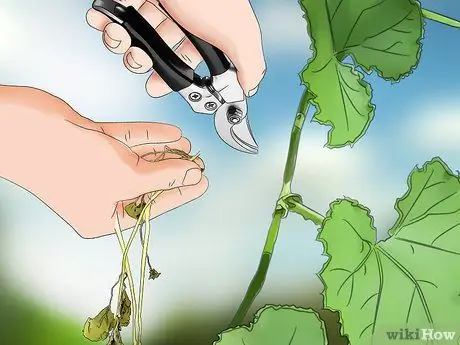 Чернослив с огурцами Шаг 3