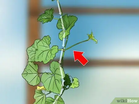 Черносливовые огурцы Шаг 4