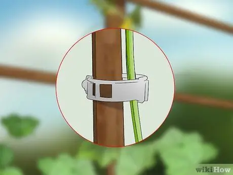 Чернослив с огурцами Шаг 9