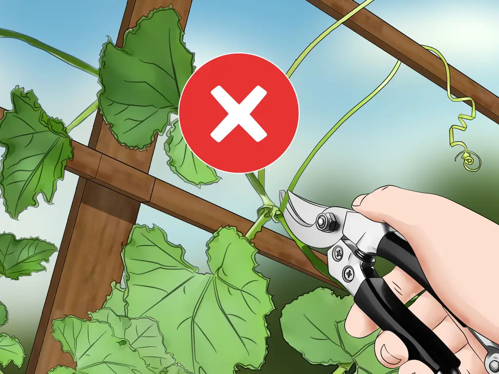 Как обрезать огурцы: 12 шагов (с иллюстрациями)